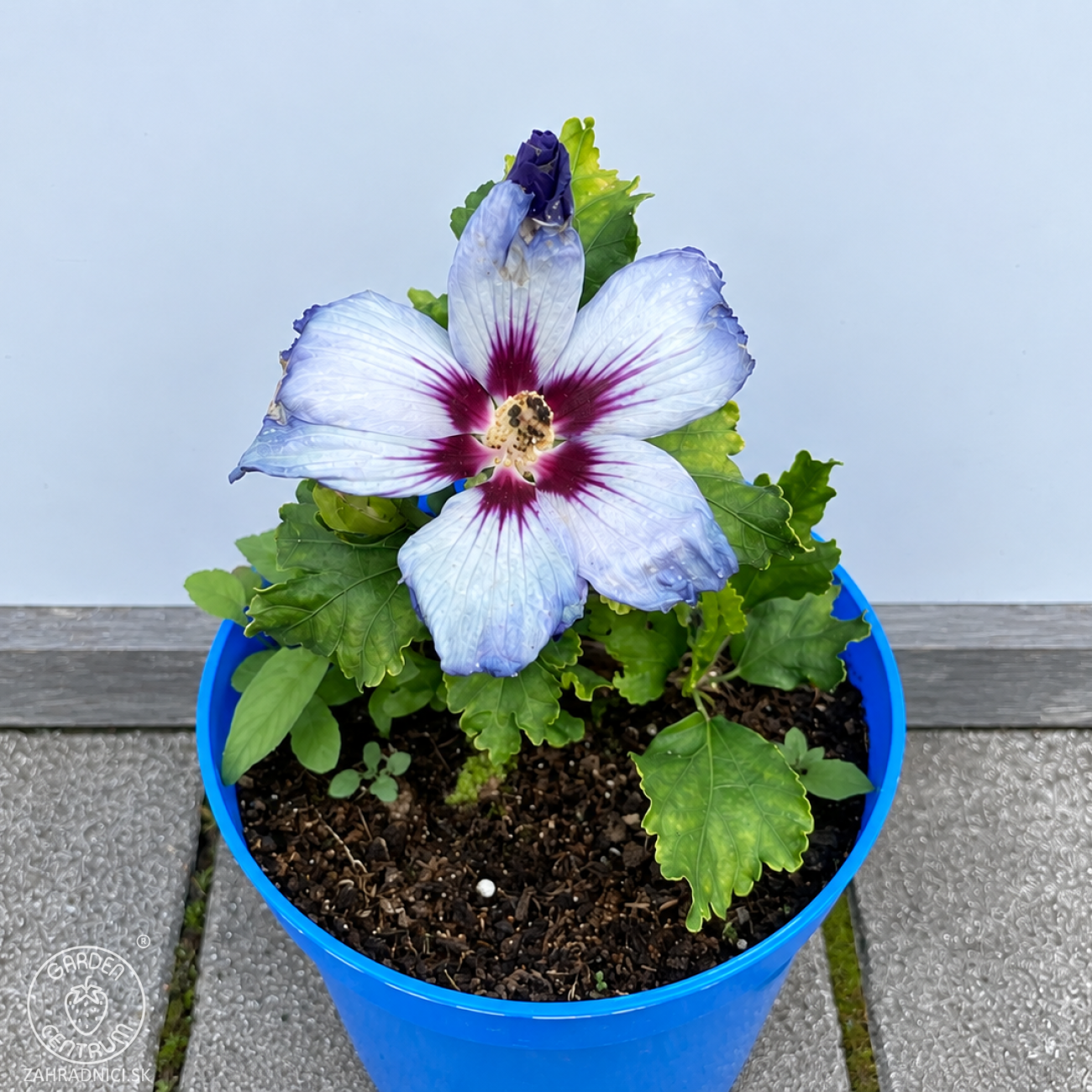 Obrázok Ibištek sýrsky (Hibiscus syriacus) ‘OISEAU BLEU’ – výška 10-20 cm, kont. C2L